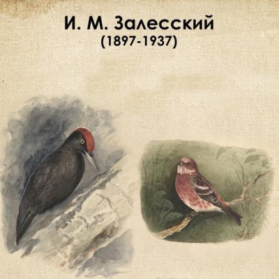 Рисунки птиц орнитолога И.М. Залесского